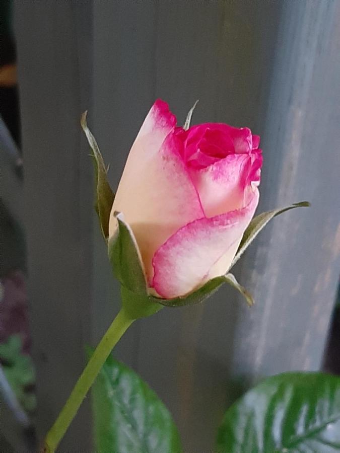 เชิร์ช วิลล่า บีแอนด์บี เชสเตอร์ฟิลด์ ภายนอก รูปภาพ